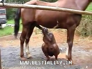 Milf Kept Up Her Assaultlicking And Sucking And Pulling Back His Sheath To Reveal The Knotdog Was Panting Nownever Wanting This To End