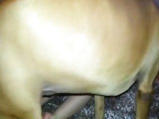 Vidant De Vastes Quantités De Son Sperme De Chien Dans Cette Femelle Reproductrice