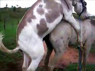 Donkysex Animal Sex Zootube365.com