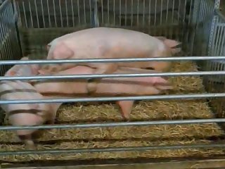 Mating Call Of The Wild Farm Animals