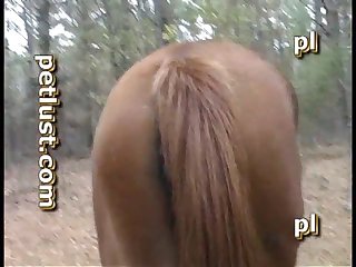 Horse Mare Below Him