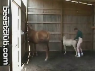 Horse Man Fucks Pony Horse