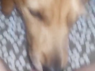 Dog Licks Her Cheesy Pussy