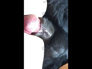 Dog Cock Sucking