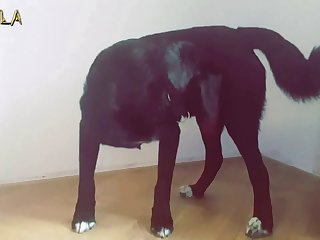 Bestiality Porn Pic