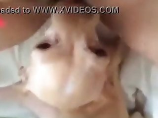 Porn Young Animal
