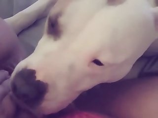Vanessa Prod Animal Porn