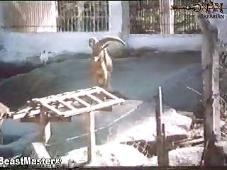Animal Sex Names