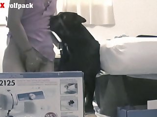 Animal Girl Sex Hd Video