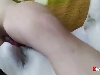 Animal Sex Host.com