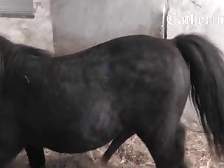 Fucking Like Animal Porn