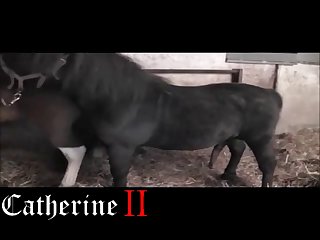 Animal Movie Tripti Porn