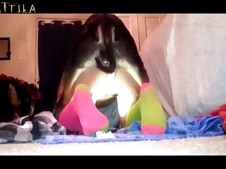 Is Zoo Porn Illegal To Watch And Masturbate