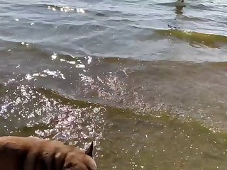 Porn Animal Sex Videos