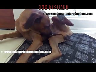 Luxuretv boar Porn