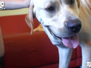 Peta Jensen Dog Porn