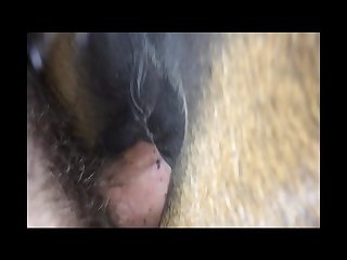 Animal Sex Women Videos