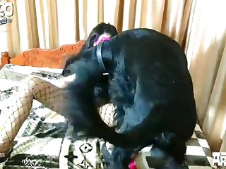 Animal Sex Fun Cartoons
