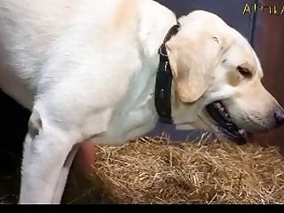Animal Sex Girl 2025