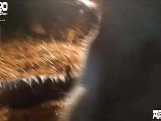 Money Dog Porn