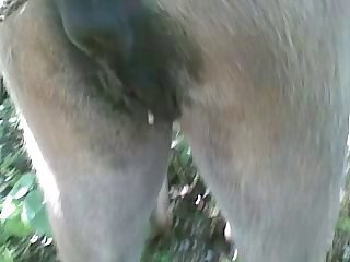 Art Of Zoo Free Vids