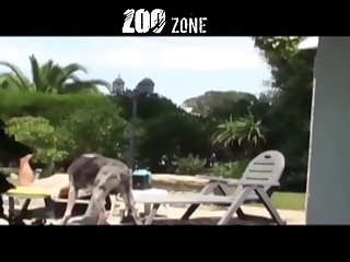 Gay Male Dog Porn