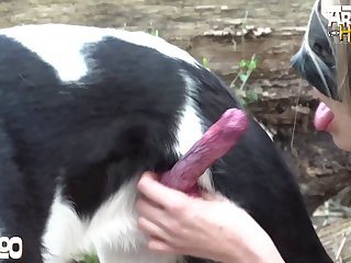 Dog Dog