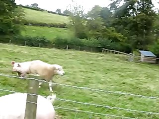 34.pig Fucking Sheep